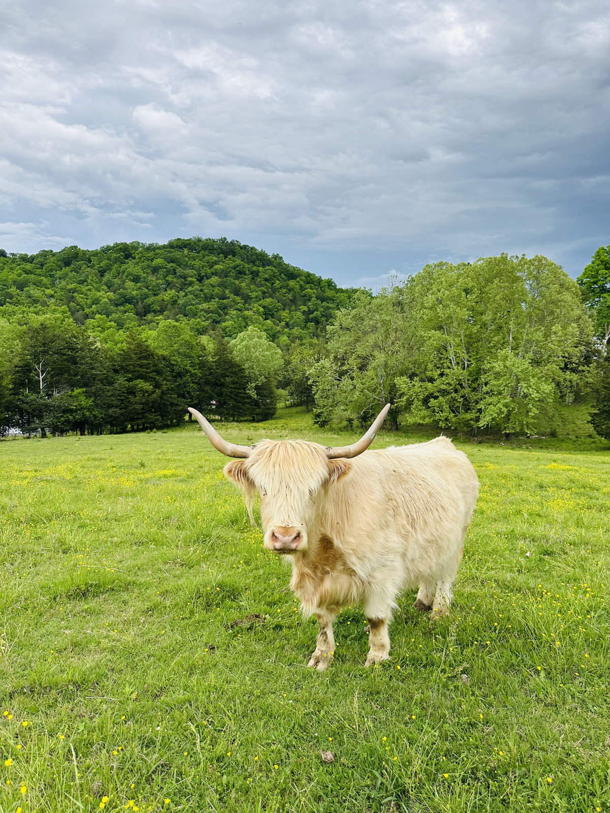 Bonnie, a Scottish Highland cow