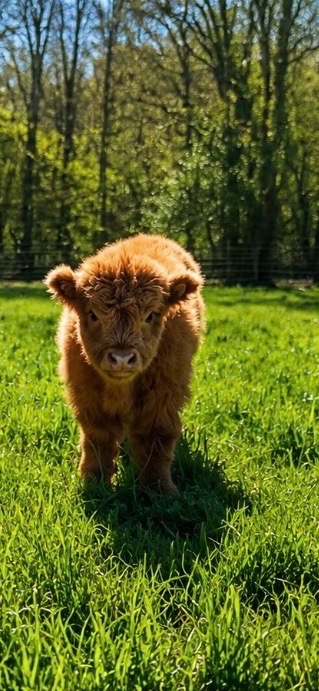 Mac, a Scottish Highland cow