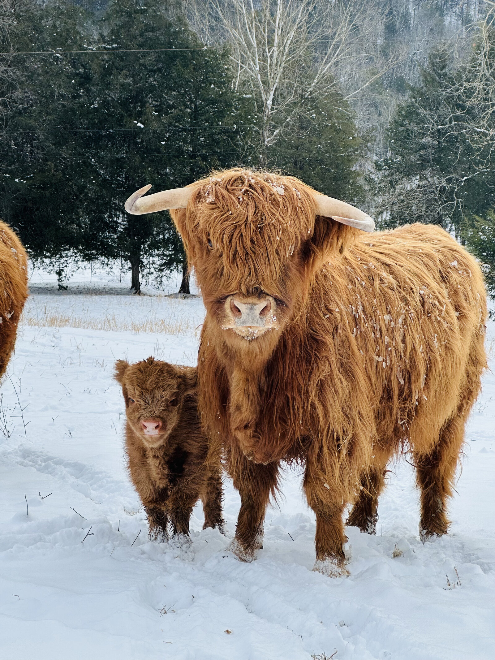 Highland mother cow with her calf standing together in fresh snow